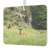 Neuseeland Stags Autolufterfrischer (Links)