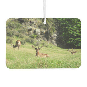 Neuseeland Stags Autolufterfrischer