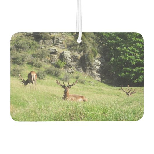 Neuseeland Stags Autolufterfrischer (Vorderseite)