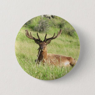 Neuseeland Stags Button