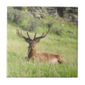 Neuseeland Stags Fliese (Vorderseite)
