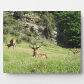 Neuseeland Stags Fotoplatte (Vorderseite)