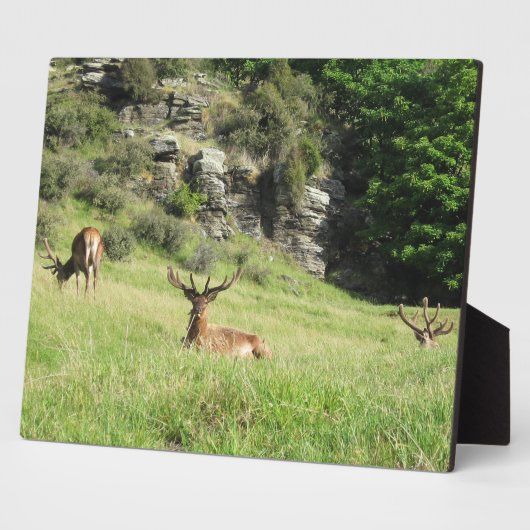 Neuseeland Stags Fotoplatte (Seite)