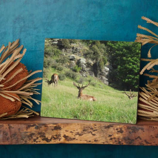 Neuseeland Stags Fotoplatte (Seite)