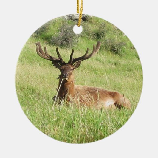 Neuseeland Stags Keramikornament (Vorne)