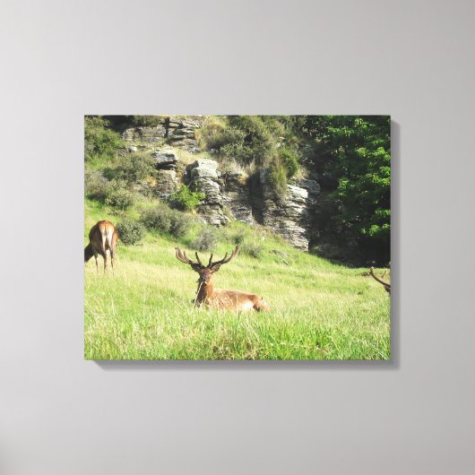 Neuseeland Stags Leinwanddruck (Vorderseite)