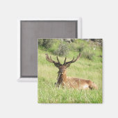 Neuseeland Stags Magnet (Vorderseite/Rückseite)