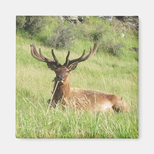 Neuseeland Stags Magnet (Vorne)