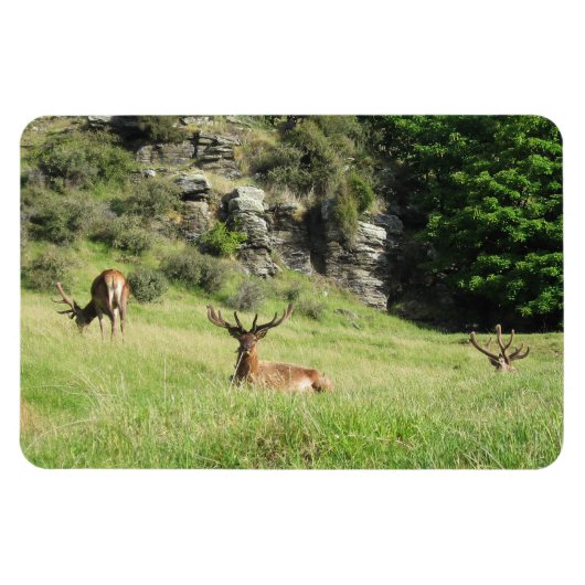 Neuseeland Stags Magnet (Horizontal)
