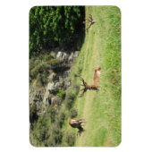 Neuseeland Stags Magnet (Vertikal)