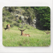 Neuseeland Stags Mousepad (Vorne)