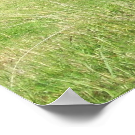 Neuseeland Stags Poster (Ecke)