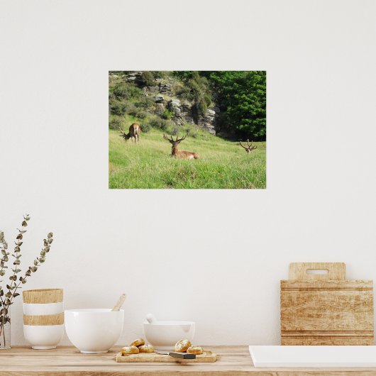 Neuseeland Stags Poster (Küche)