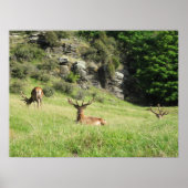 Neuseeland Stags Poster (Vorne)
