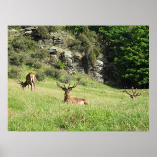 Neuseeland Stags Poster