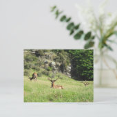 Neuseeland Stags Postkarte (Stehend Vorderseite)