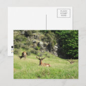 Neuseeland Stags Postkarte (Vorne/Hinten)