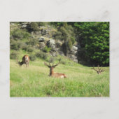 Neuseeland Stags Postkarte (Vorderseite)
