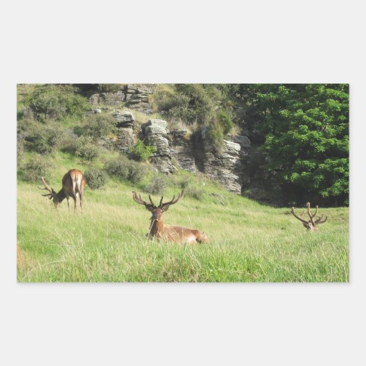 Neuseeland Stags Rechteckiger Aufkleber (Vorderseite)