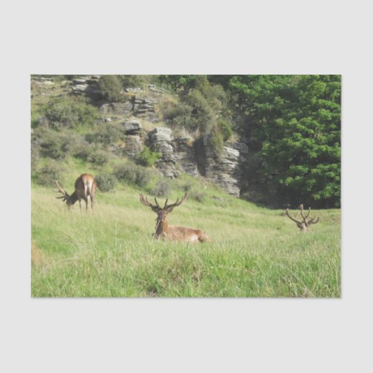 Neuseeland Stags Seidenpapier (Vorderseite)
