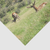 Neuseeland Stags Seidenpapier (Ausschnitt)