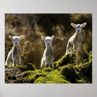 Neuseeland, Südinsel, Fiordland National Poster