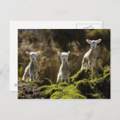 Neuseeland, Südinsel, Fiordland National Postkarte (Vorne/Hinten)