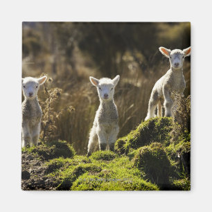 Neuseeland, Südinsel, Fiordland Staatsangehörige Magnet
