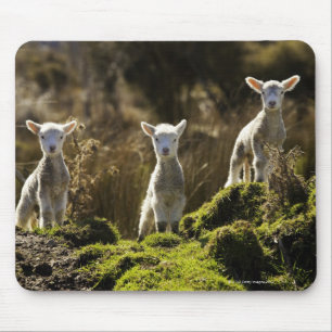 Neuseeland, Südinsel, Fiordland Staatsangehörige Mousepad