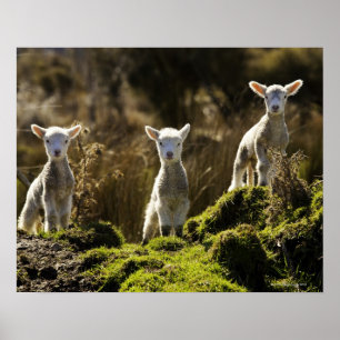 Neuseeland, Südinsel, Fiordland Staatsangehörige Poster