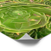 Neuseeland, Südinsel. Sukkulent. Poster (Ecke)