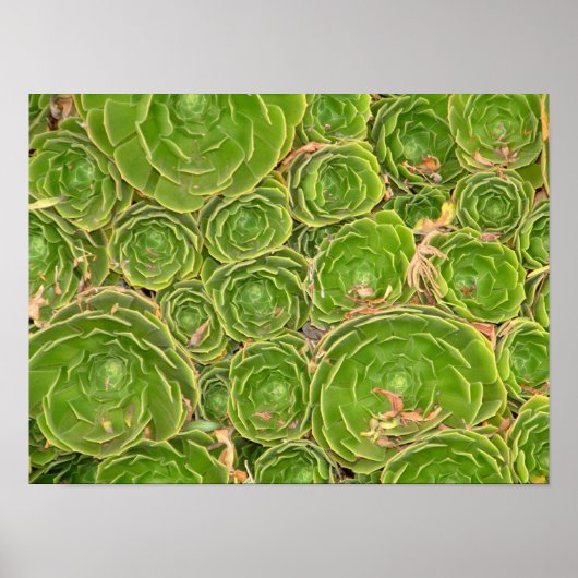 Neuseeland, Südinsel. Sukkulent. Poster (Vorne)