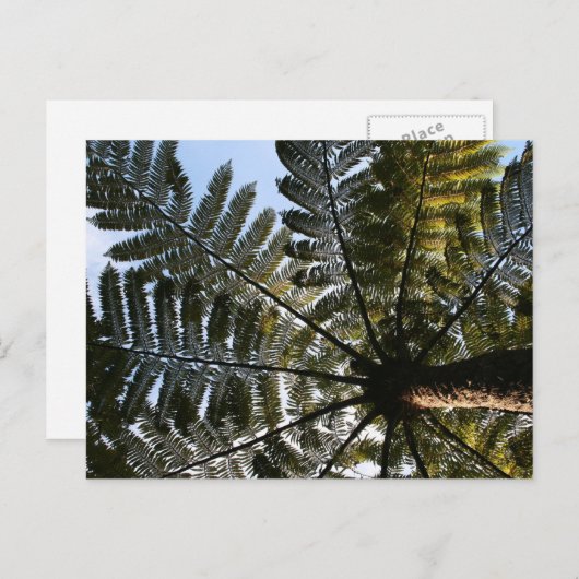 Neuseeland Tree Fern Postkarte (Vorne/Hinten)