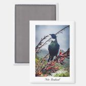 Neuseeland Tui Bird Magnet (Vorderseite/Rückseite)