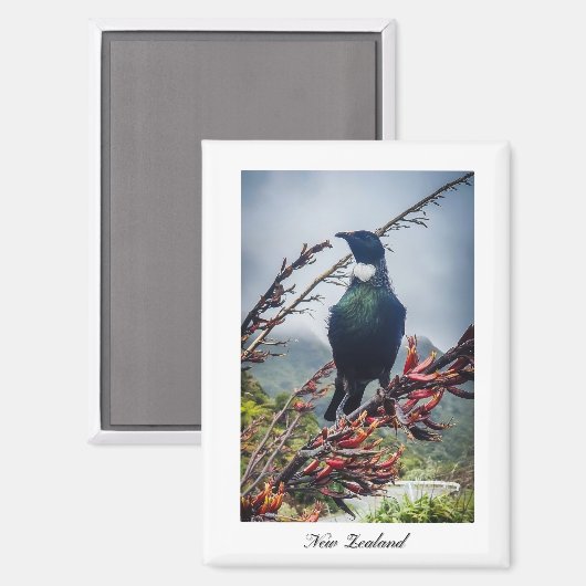 Neuseeland Tui Bird Magnet (Vorderseite/Rückseite)
