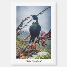 Neuseeland Tui Bird Magnet