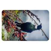 Neuseeland Tui - Fotografie auf Magnet (Horizontal)