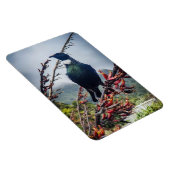 Neuseeland Tui - Fotografie auf Magnet (Rechte Seite)