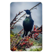 Neuseeland Tui - Fotografie auf Magnet (Vertikal)