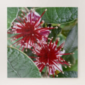 Neuseeländische Blume Red Blooming Feijoa Puzzle (Vertikal)