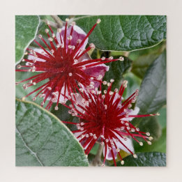 Neuseeländische Blume Red Blooming Feijoa Puzzle