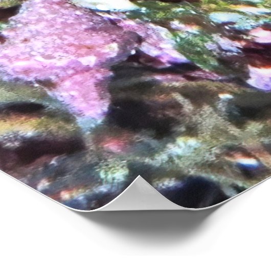 Neuseeländische Fische Poster (Ecke)