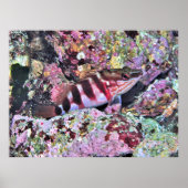 Neuseeländische Fische Poster (Vorne)