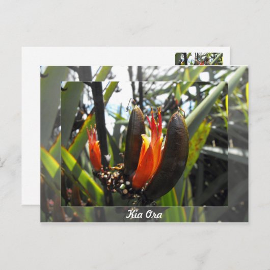 Neuseeländische Flachsblüten Postkarte (Vorne/Hinten)