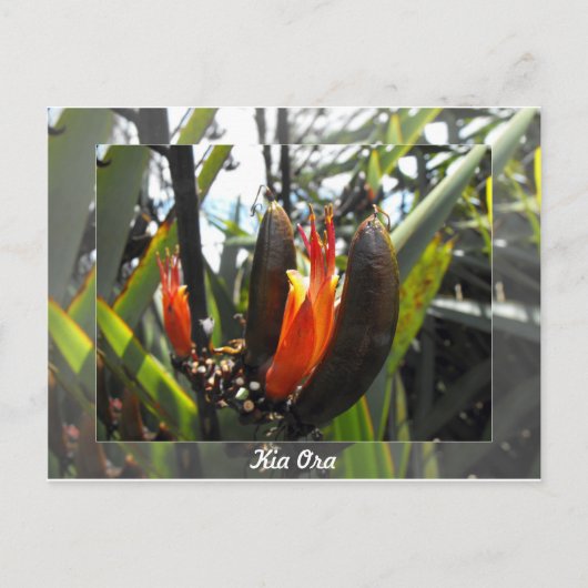 Neuseeländische Flachsblüten Postkarte (Vorderseite)