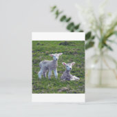 Neuseeländische Lämmer Postkarte (Stehend Vorderseite)