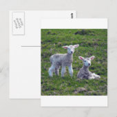 Neuseeländische Lämmer Postkarte (Vorne/Hinten)