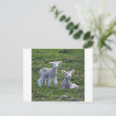 Neuseeländische Lämmer Postkarte (Stehend Vorderseite)