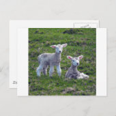 Neuseeländische Lämmer Postkarte (Vorne/Hinten)