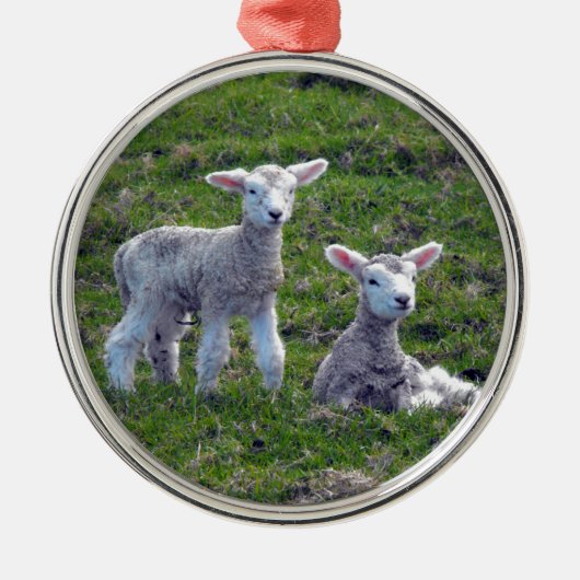 Neuseeländische Lämmer Silbernes Ornament (Vorne)